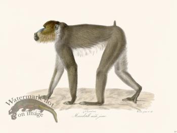 Cuvier 324 Young Male Mandrill
